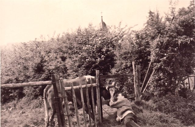 Bernard bij de voorbereiding van zijn cursus koe-knuffelen. Maar Bella was niet bereid om naast hem te komen liggen.